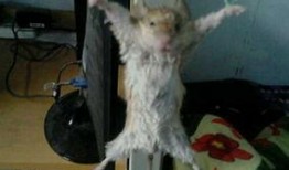 最新老鼠爆料视频播放网站,老鼠爆料带你探秘最新动态